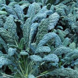 Black-Amor-Kale