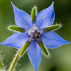 Borage-Blues-Flower