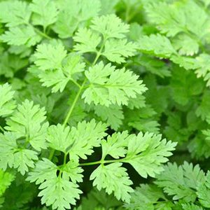 Chervil-Vegetable