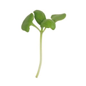 Genova-basil-micro