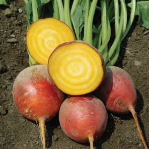 Goldson beetroot