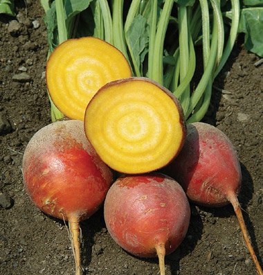 Goldson beetroot