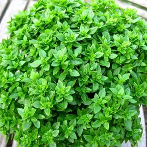 Greek-Dwarf-Basil