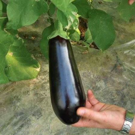 Hybrid-Eggplant-E2