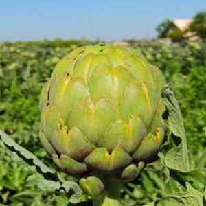 Imperial-Globe-Artichoke-Pic