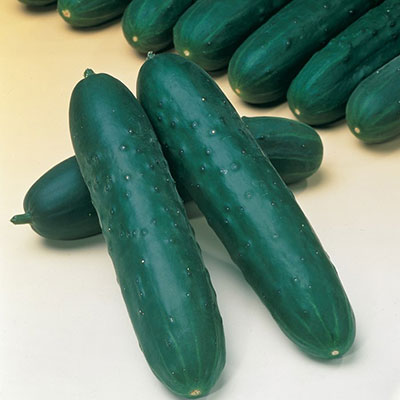 Kassa-Cucumber