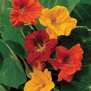 Nasturtium