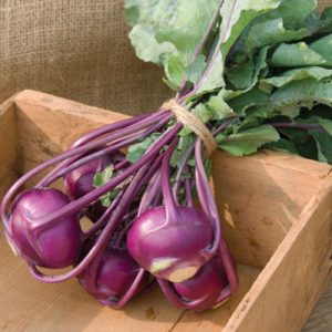 PURPLE-KING-KOHLRABI-K11