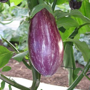 Stripedia-Eggplant