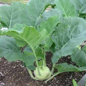 WHITE-KING-KOHLRABI-K20