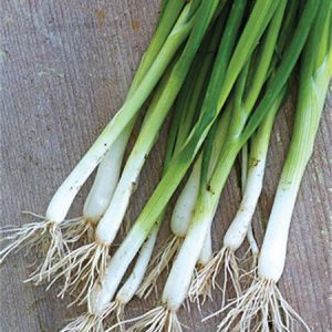 WHITE-ROD-Onion