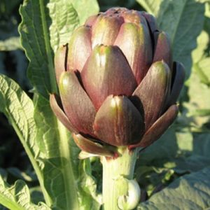 artichoke-purple-star