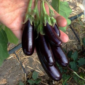 baby-finger-eggplant