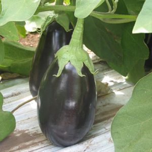 bello-eggplant
