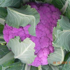 cauliflower-purple-wonder