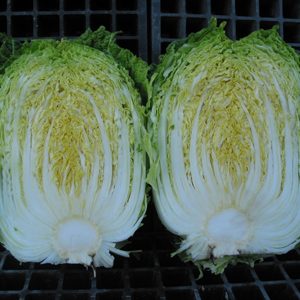 chinese-cabbage