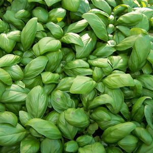 genova_basil