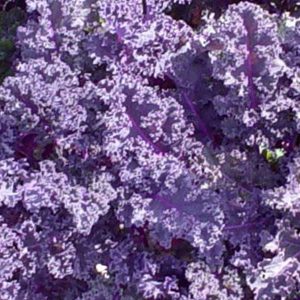 purple-frill-kale