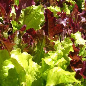 red-bowl-lettuce-veg