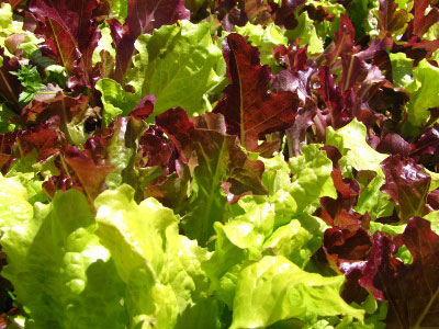 red-bowl-lettuce-veg