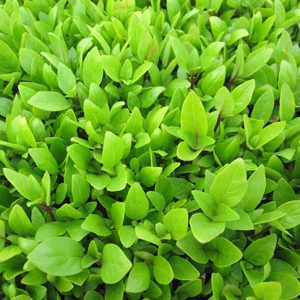 thai_sweet_basil