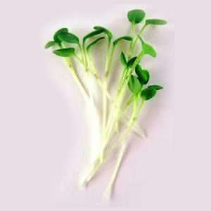 upland_cress