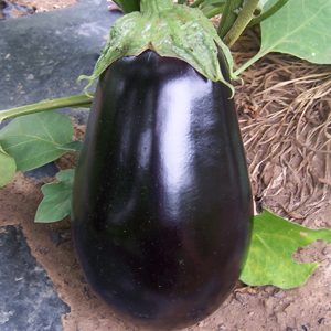 venus_eggplant