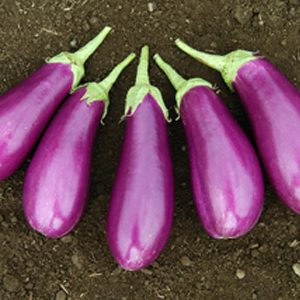 violet_beauty_eggplant