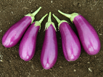violet_beauty_eggplant
