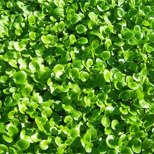 watercress