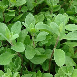 Marjoram-Herbs