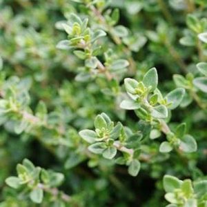 Winter-Thyme