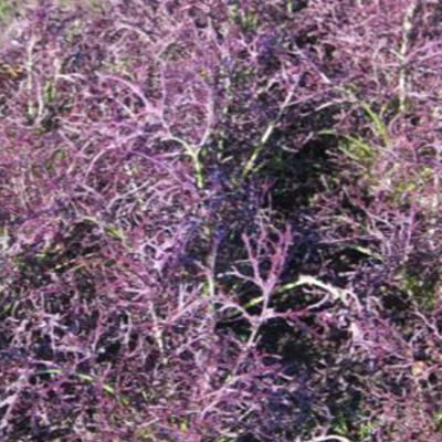 mizuna-purple-herb