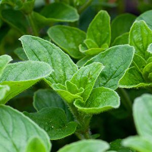 oregano-herb