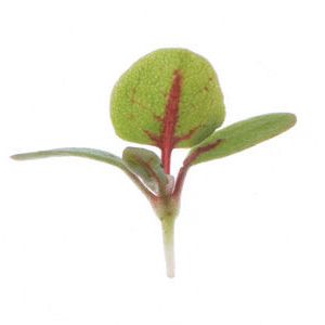 red-vein-sorrel-micro