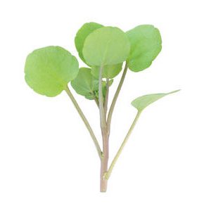 watercress-salad-micro