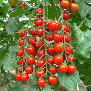 Tomato - Florida Red
