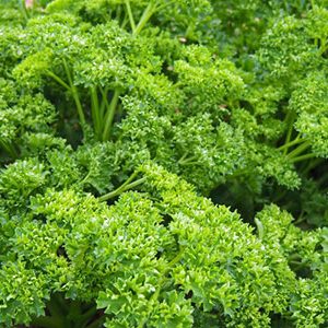 CurledForest-Parsley