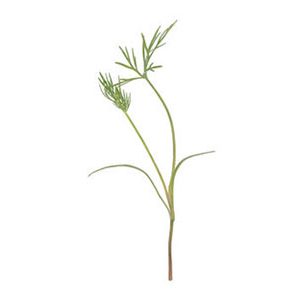 bouquet-dill-micro