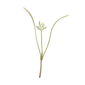 fennel-green-micro