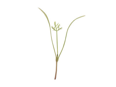 fennel-green-micro