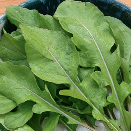 Arugula-Herb