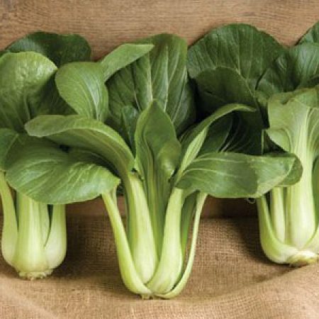 Green-Pak-Choi-Herb