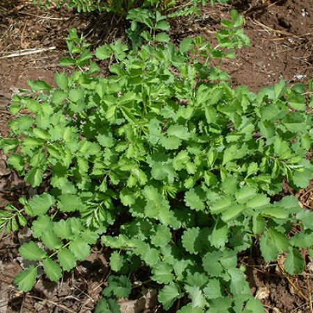 Greens-Salad-Burnet
