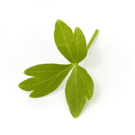 Lovage-White-micro