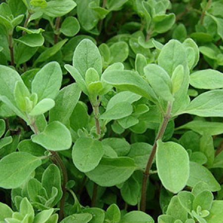 Marjoram-Herbs