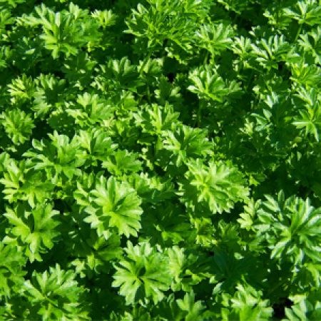 curly_green_parsley
