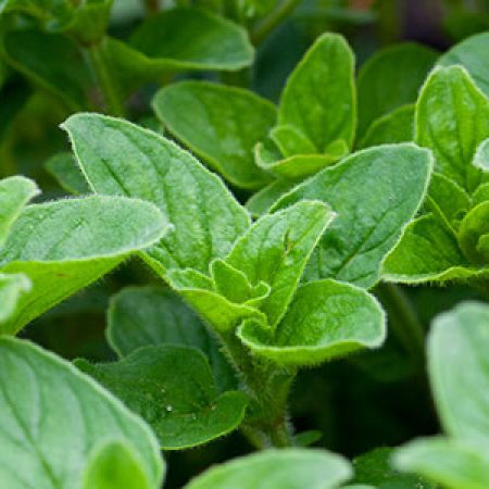 oregano-herb