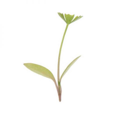 parsley-micro
