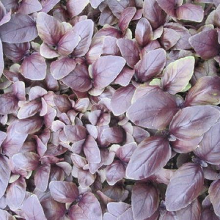 rsz_purple_basil